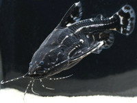 Снимка на Acanthodoras spinosissimus  (Eigenmann & Eigenmann, 1888)